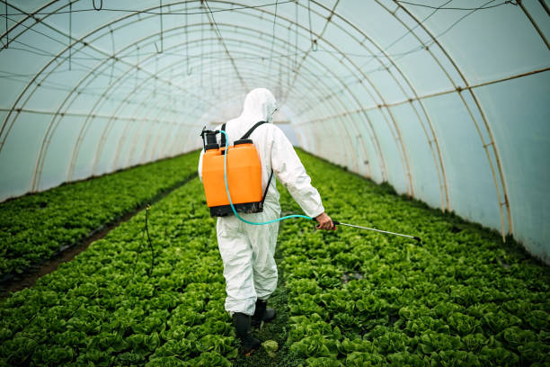 Best Affordable Pest Control Services  in Fountain Hills, AZ