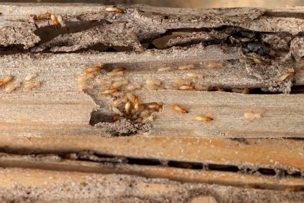 Best Commercial Pest Control Services  in Fountain Hills, AZ